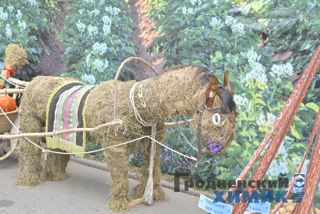 Областные «Дожинки» 2023 года прошли в Зельве