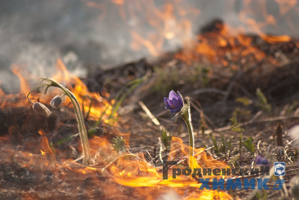 Трава не дрова.jpg