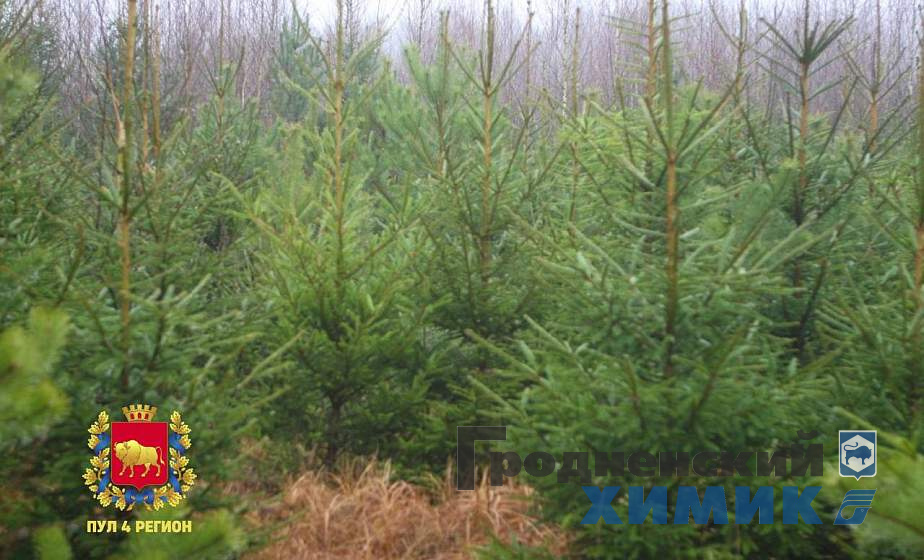 Ёлочный базар